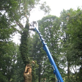 tree-removal-4
