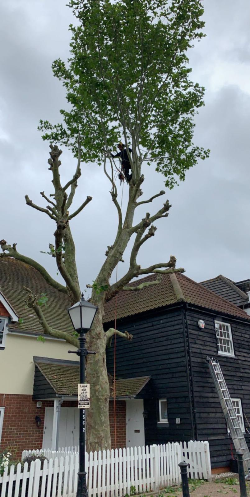 Tree pollarding Bromley carried out by professional tree surgeons using safe rope access to reduce height and manage growth near residential properties.