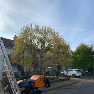 Tree pruning services Orpington: expertly pruned tree with tidy, balanced canopy