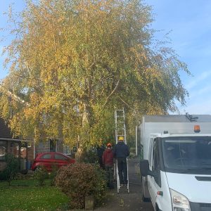 Overgrown tree ready for pruning by experts — tree pruning services Orpington