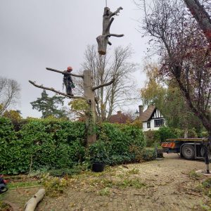 Tree pruning services Orpington: experts safely dismantling hazardous beech tree using crane