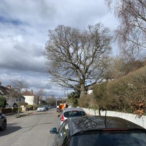 Expert arborist performing lower branch pruning on oak tree — tree pruning services Orpington