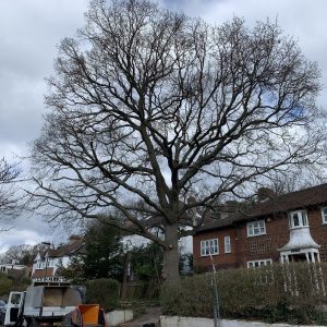 Expert arborist performing lower branch pruning on oak tree — tree pruning services Orpington