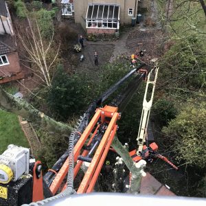 Tree pruning services Orpington: professional tree surgeon safely dismantling Sycamore from cherry picker