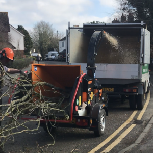 Professional tree pruning services Orpington: branches chipped and removed after pruning