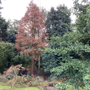 Expert tree pruning services Orpington: controlled felling of a tall conifer