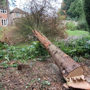 Expert tree pruning services Orpington: controlled felling of a tall conifer