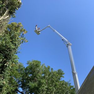 Professional tree surgeon Orpington safely removing unstable ash tree branches with cherry picker