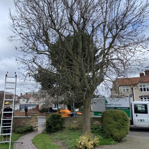 Tree pruning services Orpington: dense, overgrown tree awaiting professional pruning