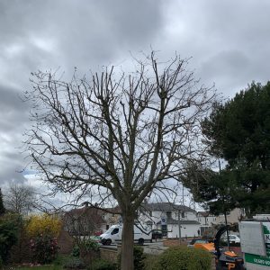 Tree pruning pruning services Orpington branches thinned and tree shape enhanced after professional pruning