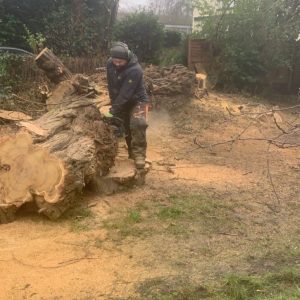 Tree surgeon cutting down a tall acacia tree during removal work in Beckenham.