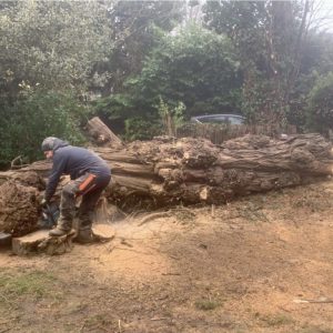 Tree surgeon cutting down a tall acacia tree during removal work in Beckenham
