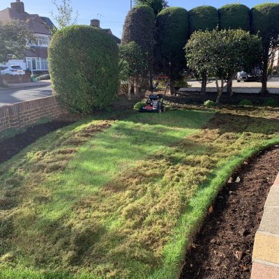 Lawn scarification treatment in Orpington removing moss and thatch for healthier grass