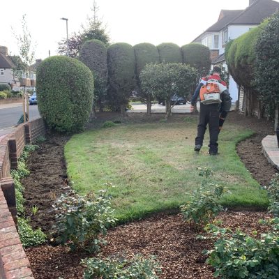 Completed lawn scarification and clean-up service in Orpington garden